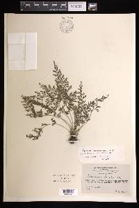 Asplenium anogrammoides image