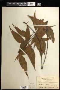 Asplenium macrophyllum image