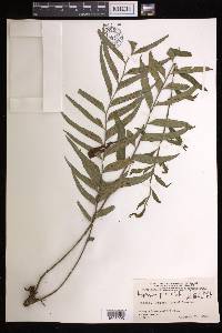 Asplenium persicifolium image