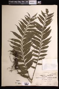 Asplenium persicifolium image