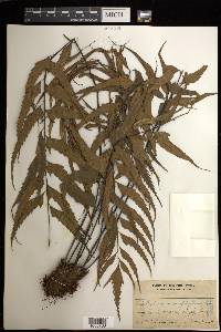 Asplenium macrophyllum image