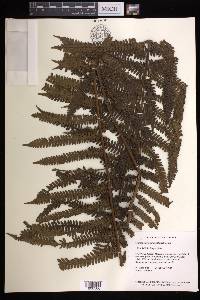 Cyathea bipinnatifida image