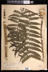 Cyathea axillaris image