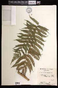 Cyathea costaricensis image