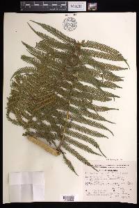 Cyathea bicrenata image