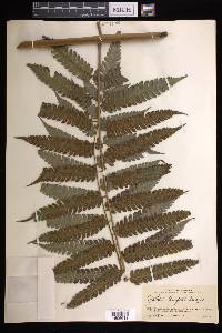 Cyathea divergens image