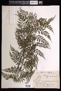 Asplenium laserpitiifolium image