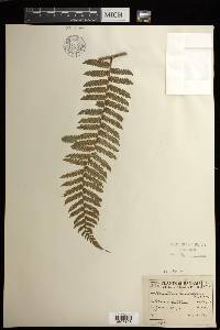 Cyathea multiflora image