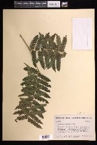 Cyathea schiedeana image