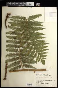 Cyathea aspera image