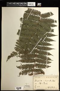 Cyathea microdonta image