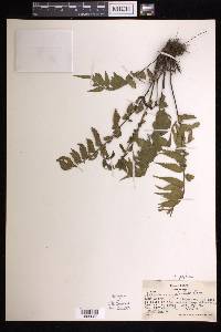 Asplenium polyodon image