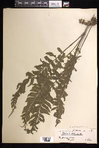 Hymenasplenium obscurum image