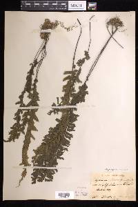 Hymenasplenium cheilosorum image