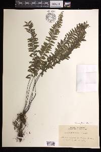 Hymenasplenium cheilosorum image