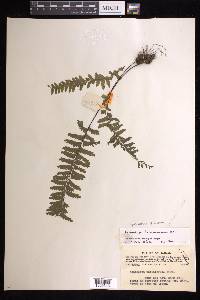 Hymenasplenium cheilosorum image