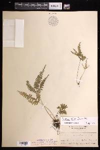 Lindsaea obtusa image