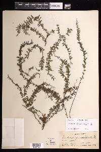 Lindsaea fissa image