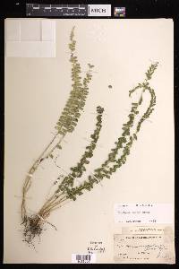 Lindsaea lucida image