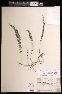 Lindsaea pulchella var. falcata image