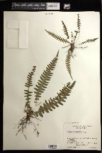 Blechnum polypodioides image