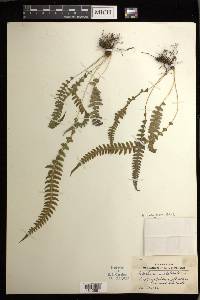 Blechnum polypodioides image