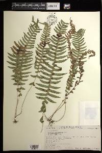 Blechnum polypodioides image