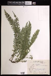 Lindsaea yaeyamensis image
