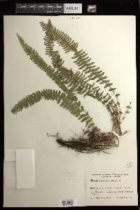 Blechnum australe image