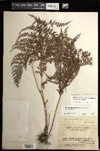 Odontosoria chinensis subsp. chinensis image