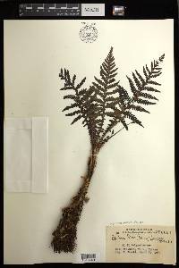 Diploblechnum fraseri image