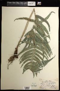 Blechnum occidentale image