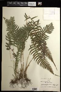 Blechnum occidentale image