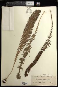 Cleistoblechnum eburneum image