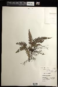 Blechnum occidentale image