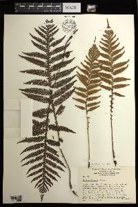 Diploblechnum fraseri image