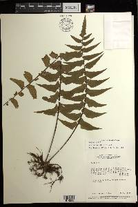 Asplenium salicifolium image