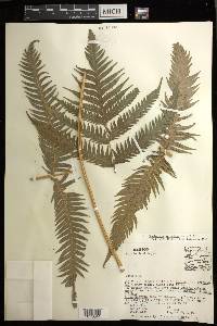 Woodwardia spinulosa image