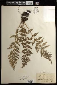 Athyrium americanum image