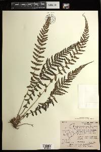 Athyrium hohenackerianum image