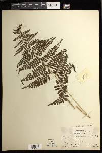 Athyrium nitidulum image