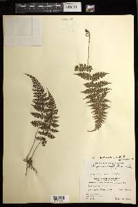 Athyrium pectinatum image