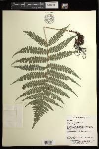 Athyrium otophorum image