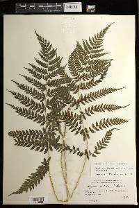 Athyrium yokoscense image