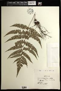 Athyrium otophorum image