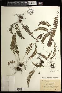 Athyrium nakanoi image