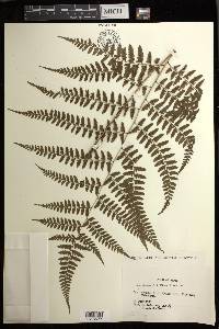 Athyrium wardii image