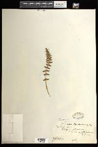 Woodsia manchuriensis image