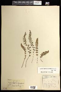 Woodsia alpina image