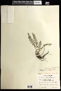 Woodsia ilvensis image